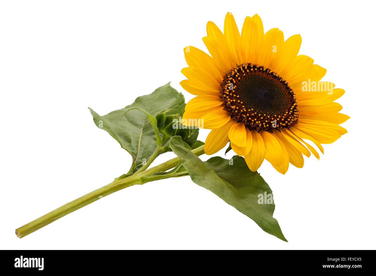 sunflower isolated on white background Stock Photo - Alamy