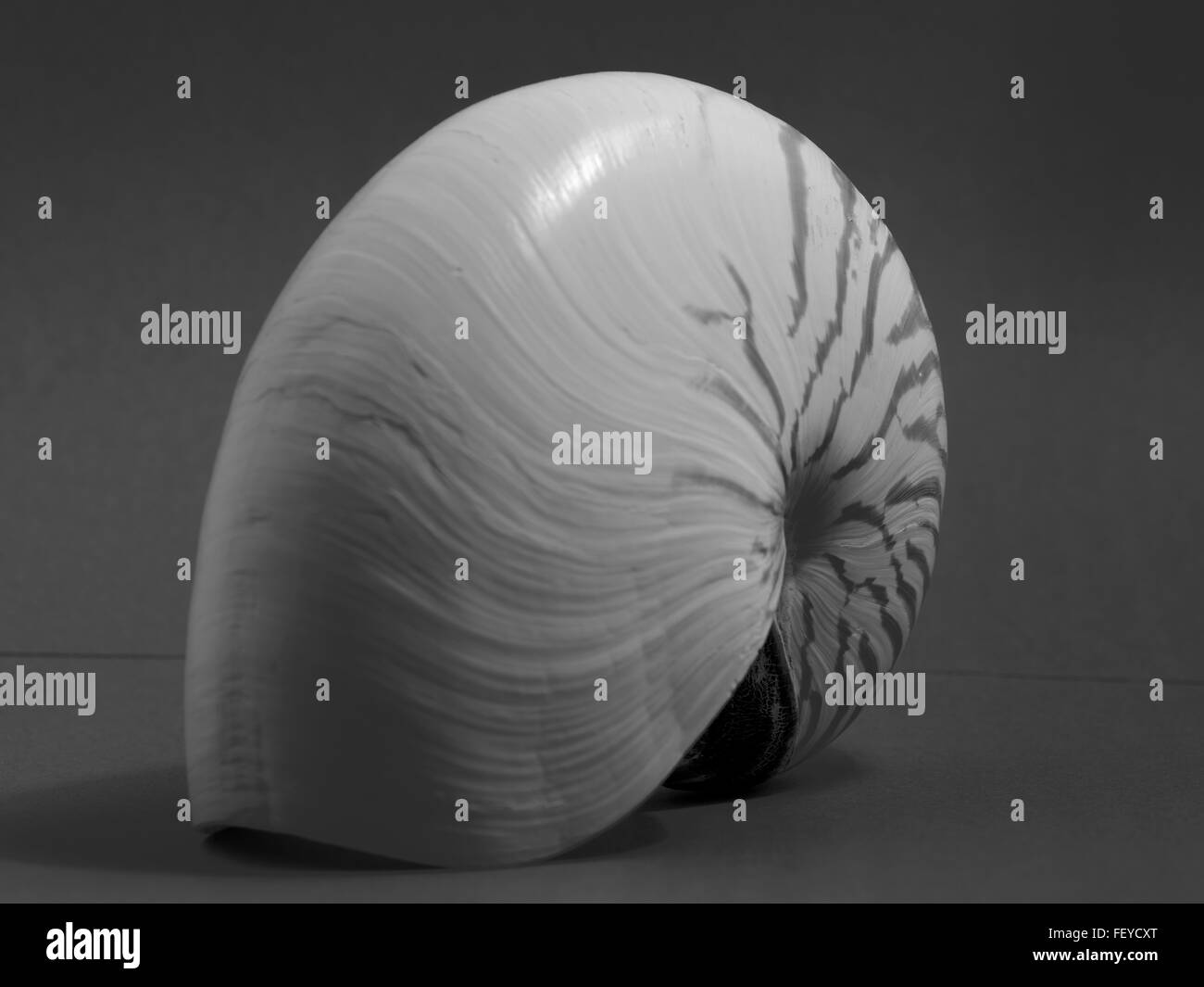 Nautilus, Nautilus pompilius Stock Photo Alamy