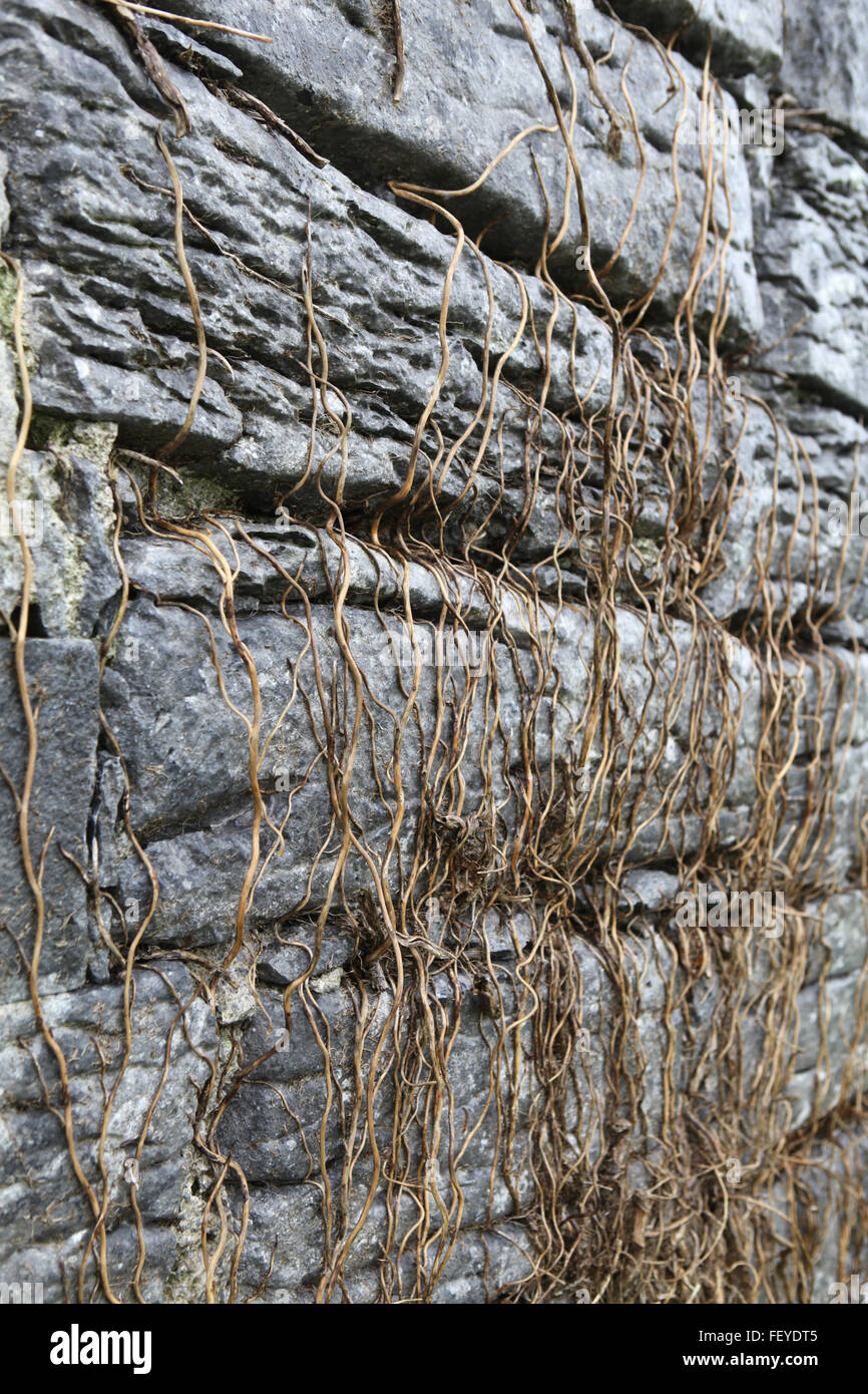 Beautiful old stone wall Ireland Stock Photo Alamy