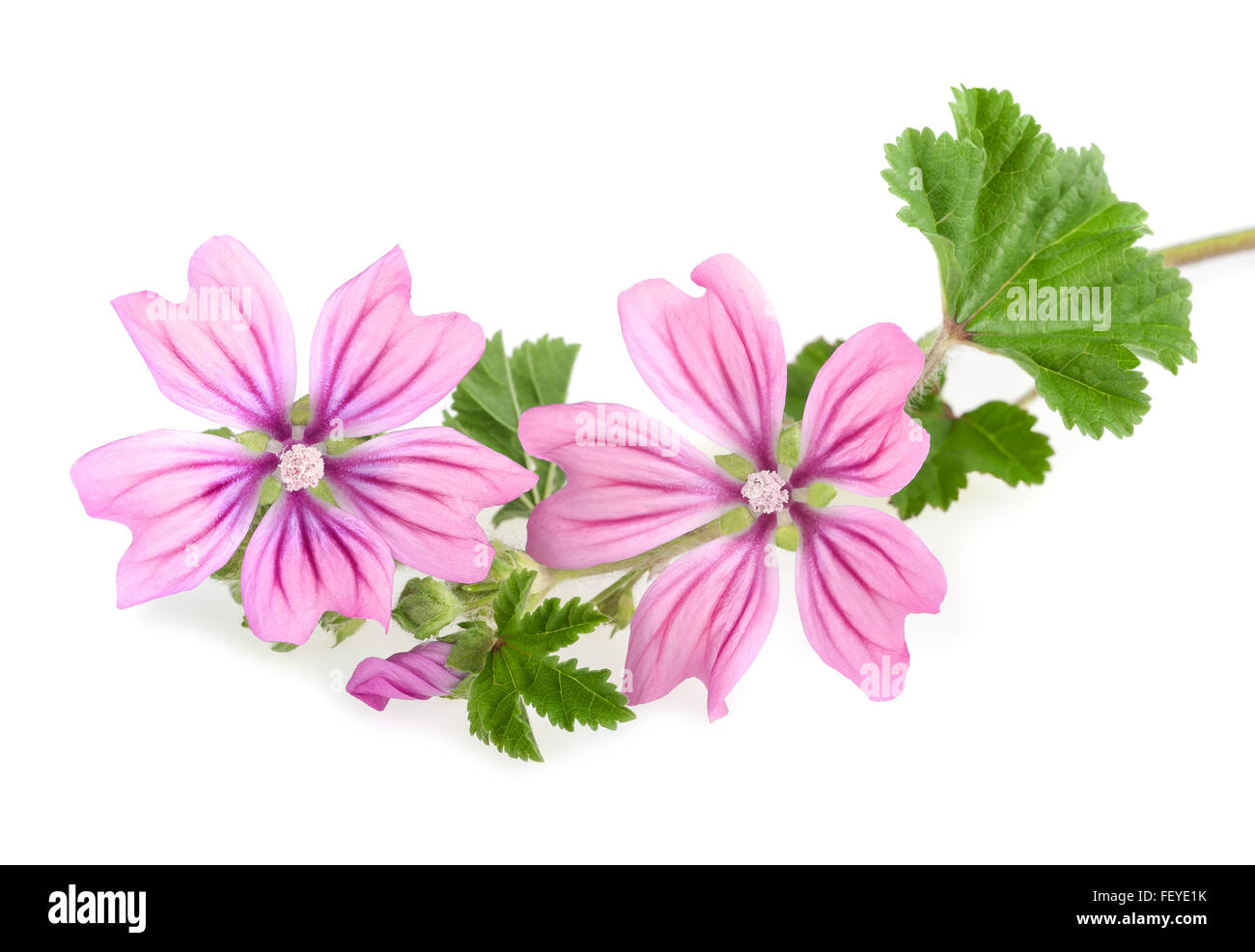 mallow sprig with leaves and flowers isolated Stock Photo - Alamy