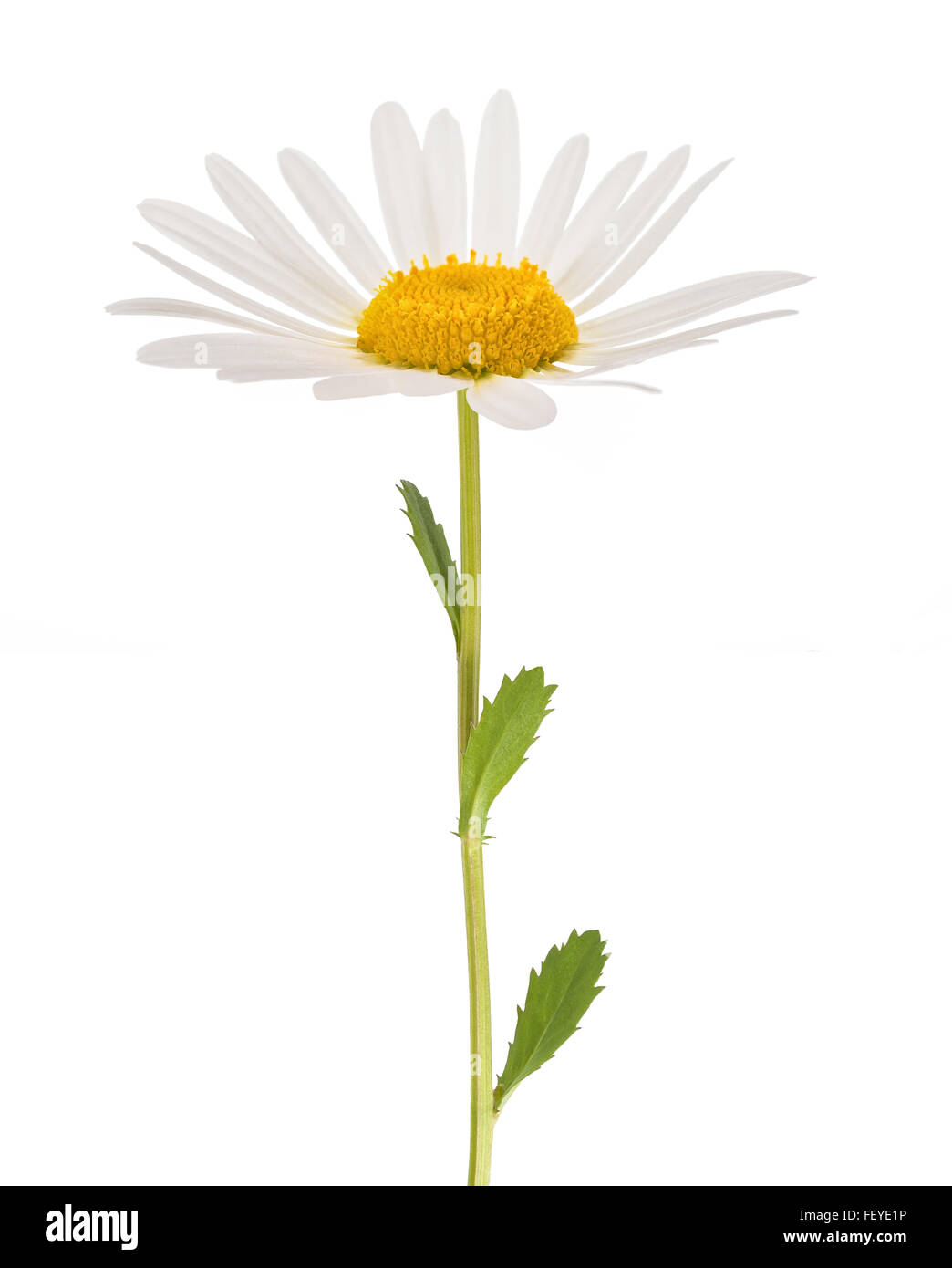 White daisy with stem isolated on white background Stock Photo