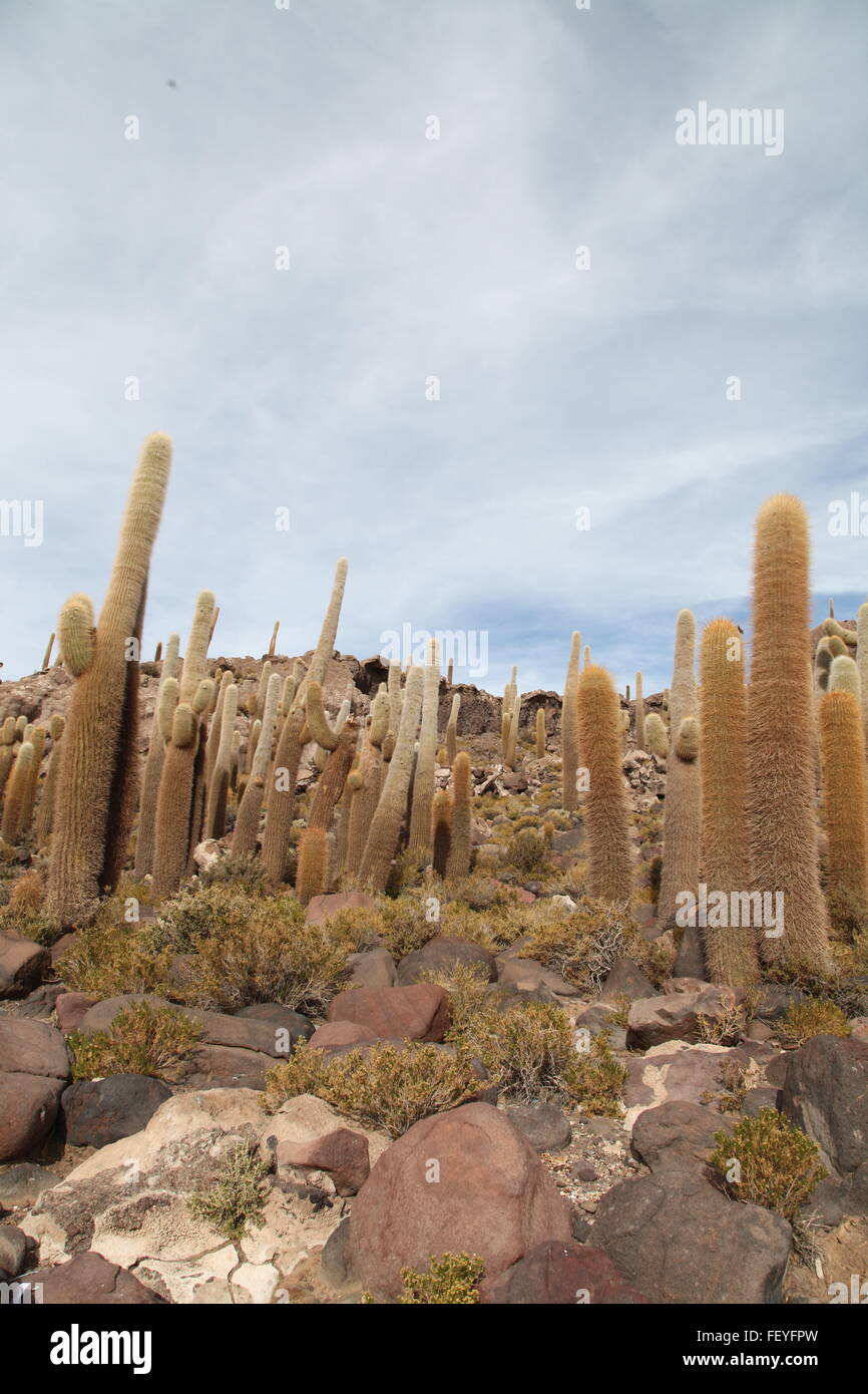 Saguaro Cactus In Desert Stock Photo