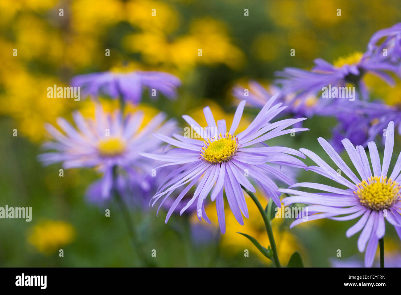 Aster x frikartii 'Monch' in an herbaceous border. Stock Photo