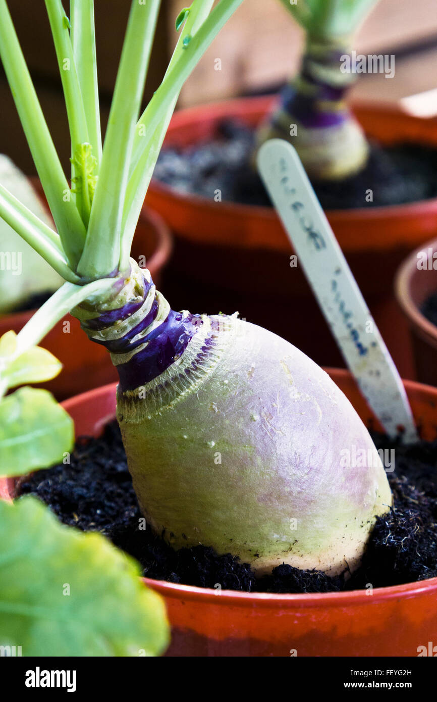 Swede growing in a pot Stock Photo