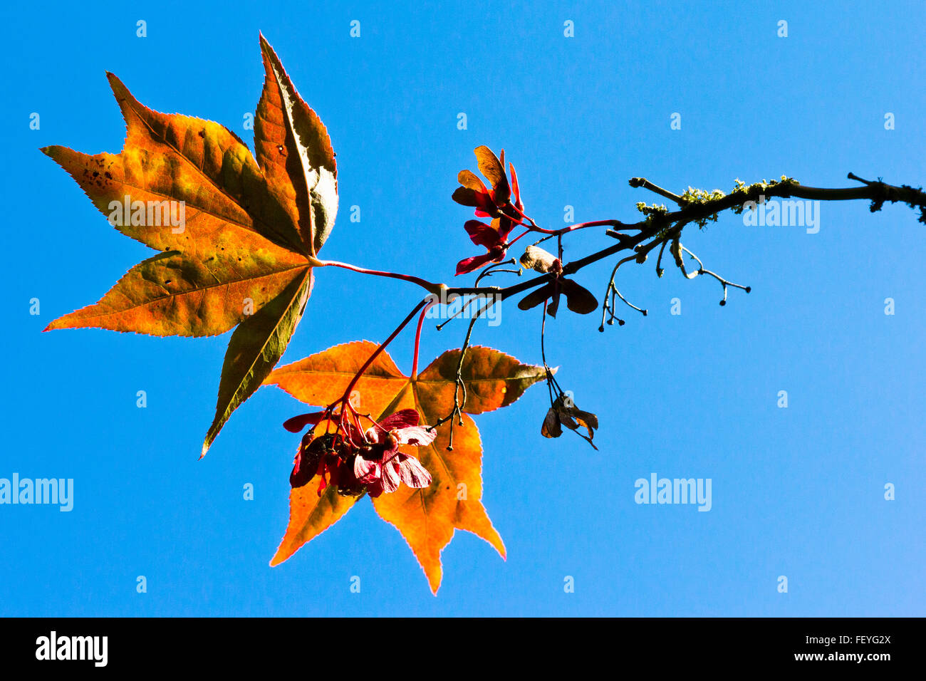 Japanese maple (Acer) leaves and seed pods Stock Photo