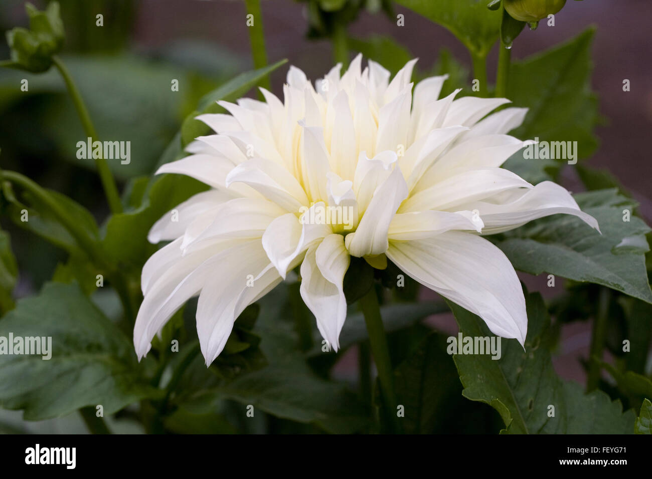 Dahlia Fleurel growing in a border. Stock Photo