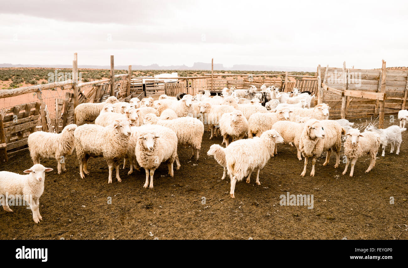 Herd Of Sheep In Animal Pen Stock Photo - Alamy