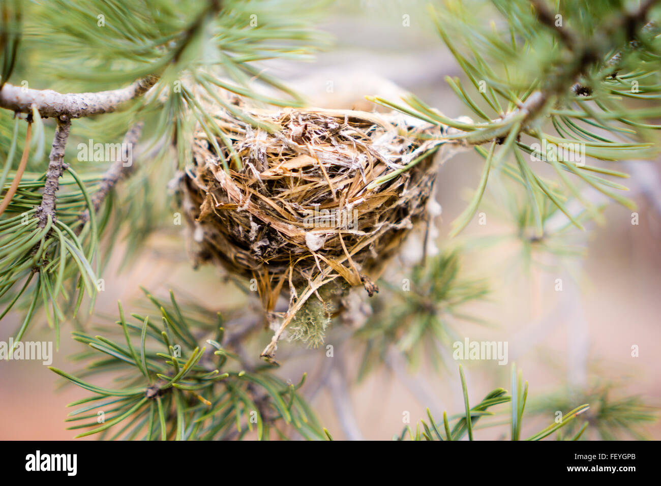 Bird Nest On Tree Stock Photo Alamy