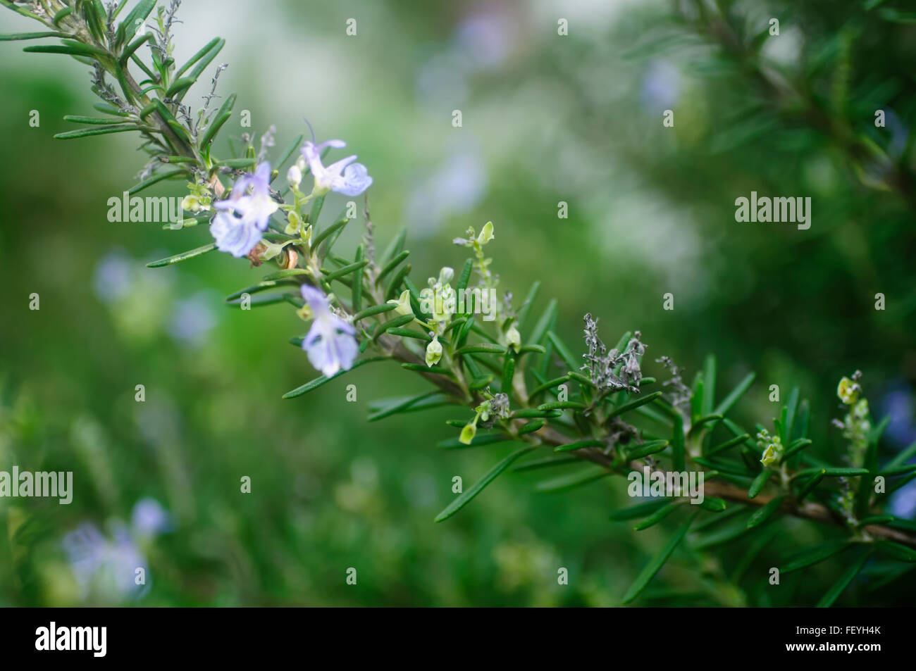 Rosemary Rosmarinus officinalis in bloom Stock Photo Alamy