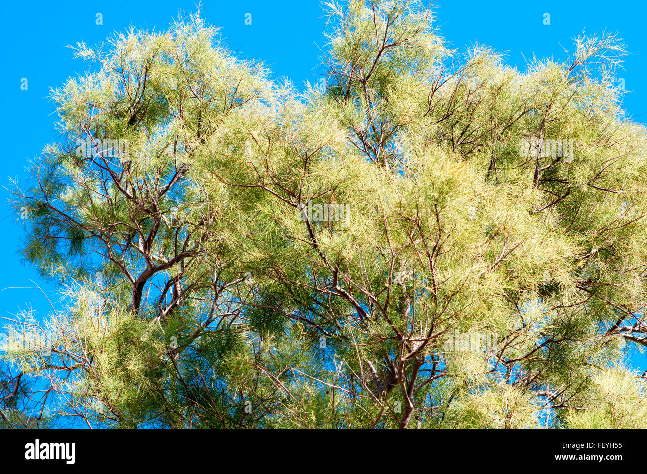 tamarix tree on blue sky background. Photographed in Jaffa, Israel Stock Photo