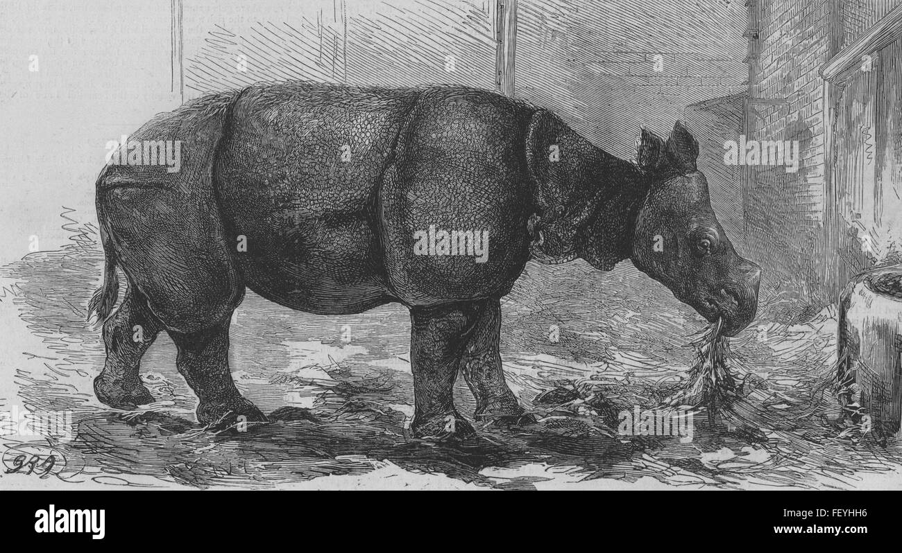 RHINOS Javan Rhinoceros (Sondaicus), London zoo 1874. The Graphic Stock Photo
