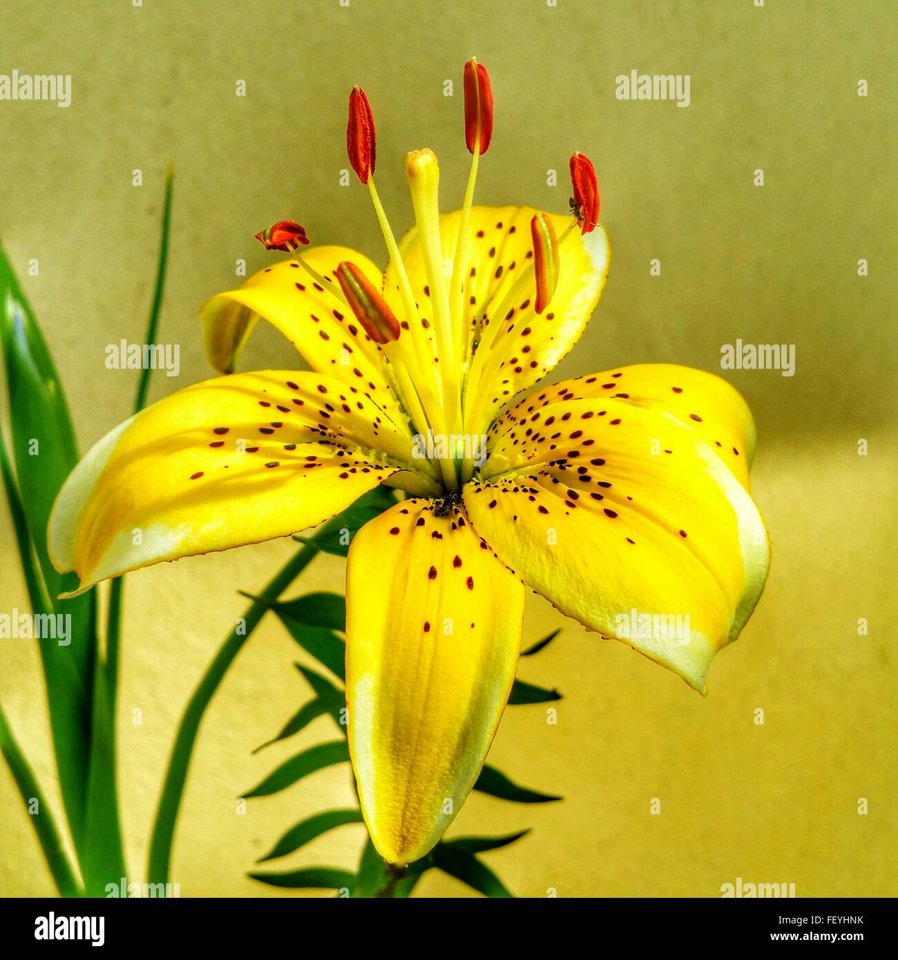Tiger lily macro hires stock photography and images Alamy