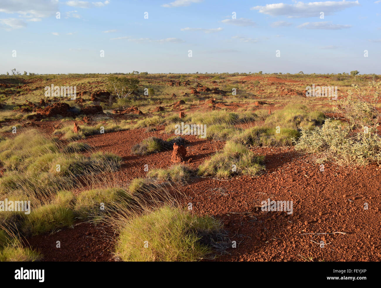 Known in inland Australia as spinifex, small clumps of Triordia sp. cling to the rocky red landscape at Balgo, Western Australia Stock Photo