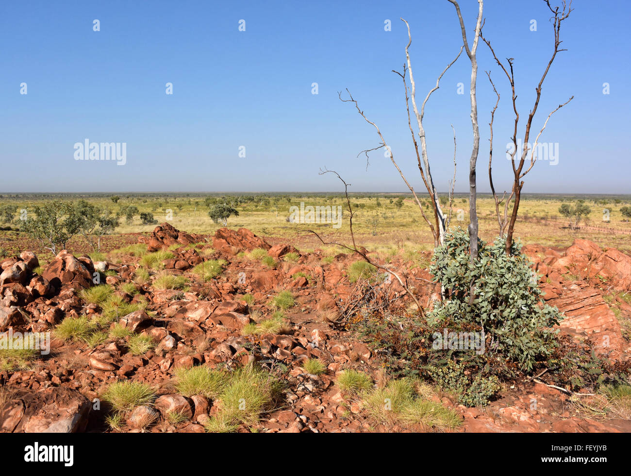 Known in inland Australia as spinifex, small clumps of Triordia sp. cling to the rocky red landscape at Balgo, Western Australia Stock Photo