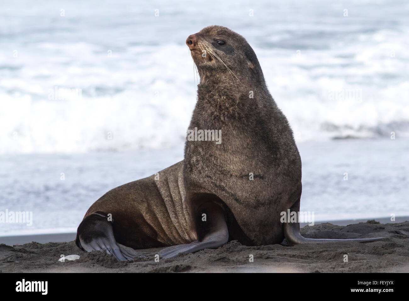 young male northern fur seal that sits on the beach on the Pacific Ocean Stock Photo
