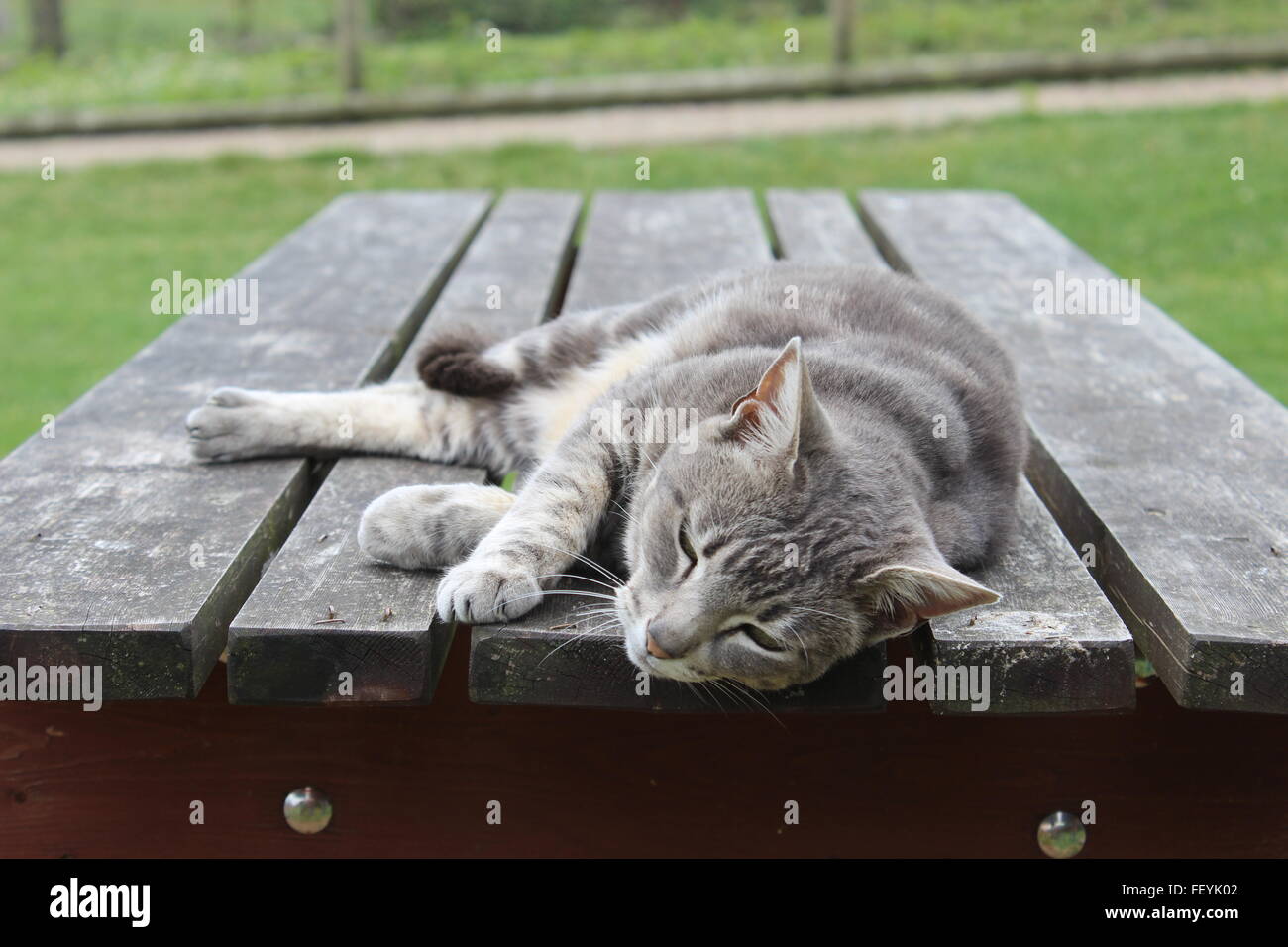 Cat sleeping on picnic bench Stock Photo