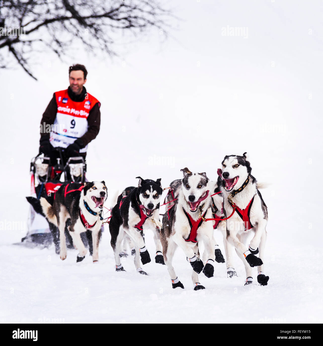 SARDIERES VANOISE, FRANCE - JANUARY 20 2016 - the GRANDE ODYSSEE the hardest mushers race in savoie Mont-Blanc, Christian MOSER, Stock Photo
