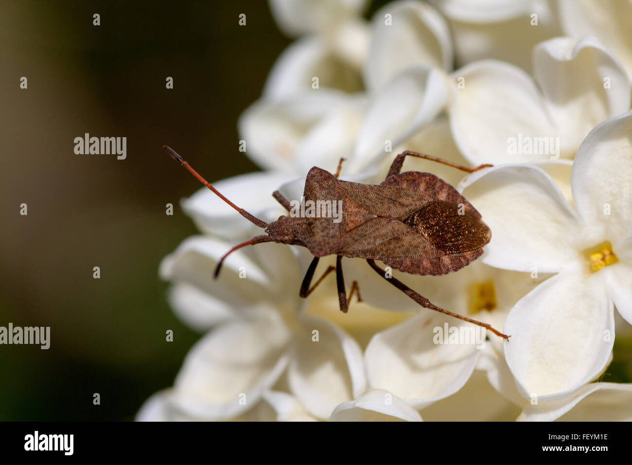 True bug on the white lilac Stock Photo