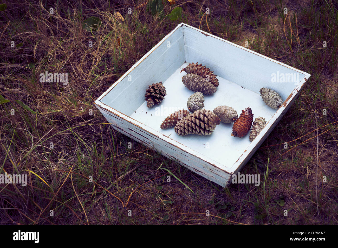 Vintage winter concept composition, grunge wood box with pine cones on wild forest grass. Stock Photo