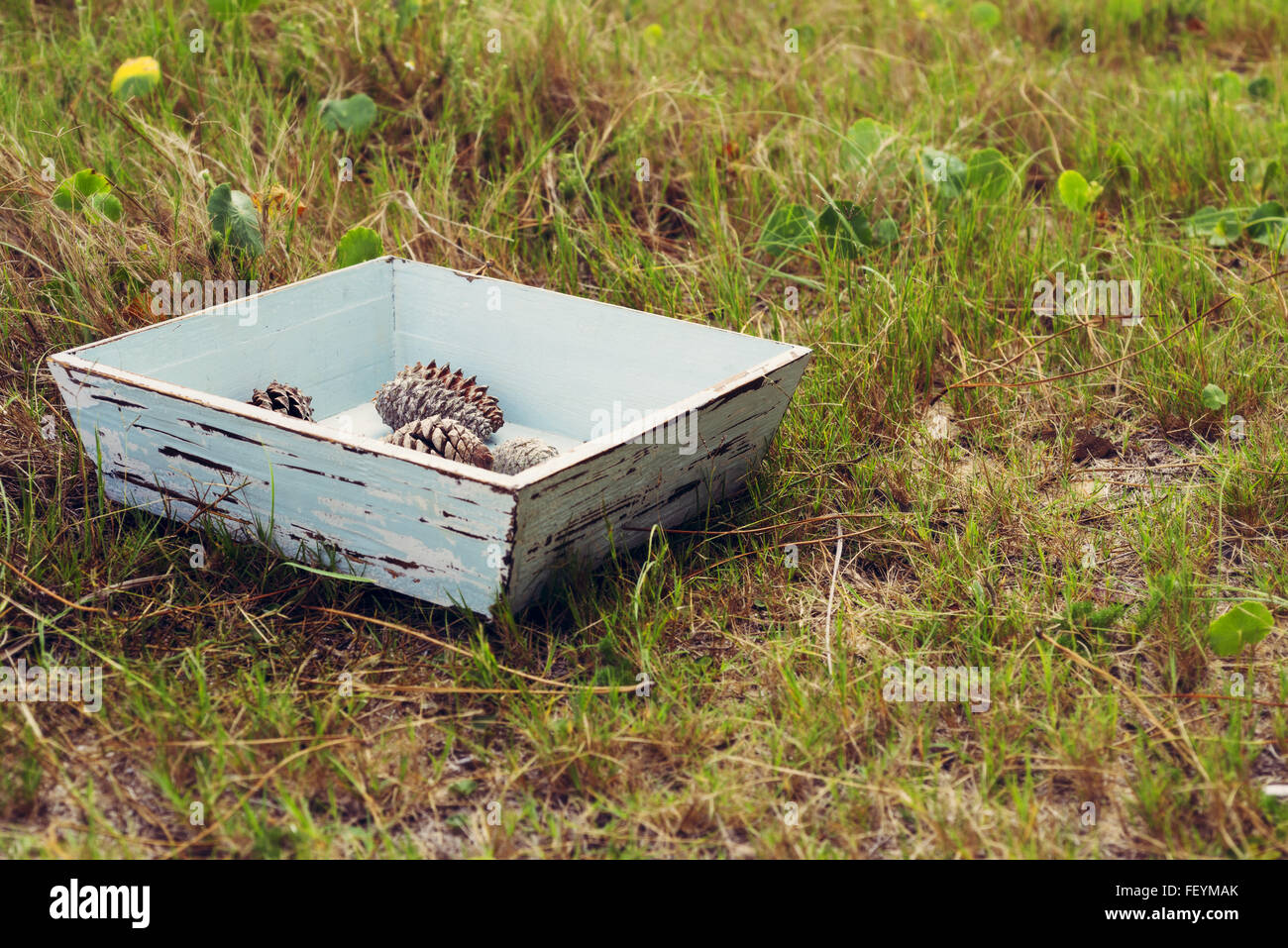 Seasonal concept composition, vintage grunge wood box with pine cones on green grass field. Stock Photo