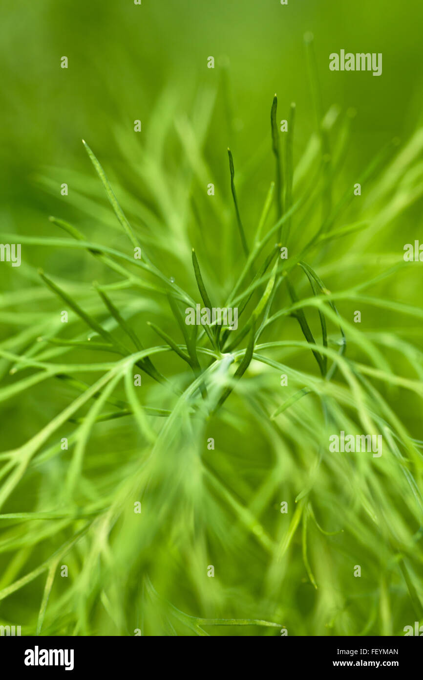 Dill plant herb hires stock photography and images Alamy
