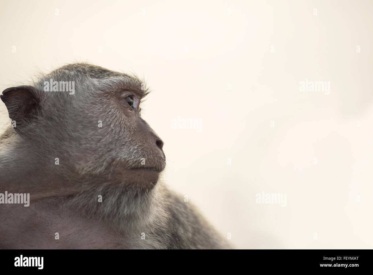 Wild monkey face profile portrait looking at distance with sky background. Wildlife conservation and animal rights campaign. Stock Photo