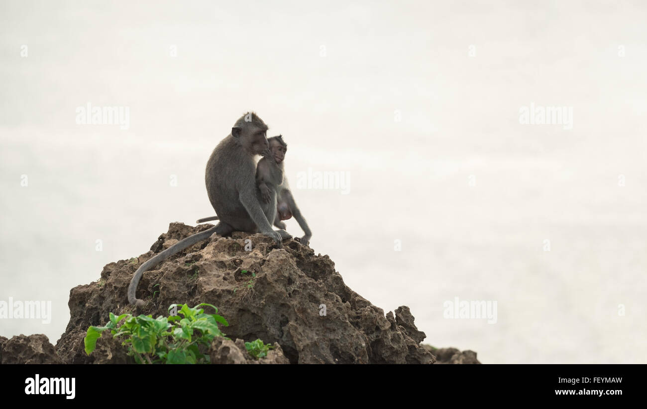 Wild monkey holding baby ape while sitting on rock in their natural habitat with sky background. Stock Photo