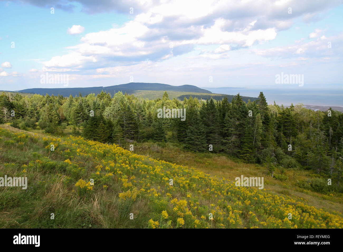 Wildflowers hillside hi-res stock photography and images - Alamy