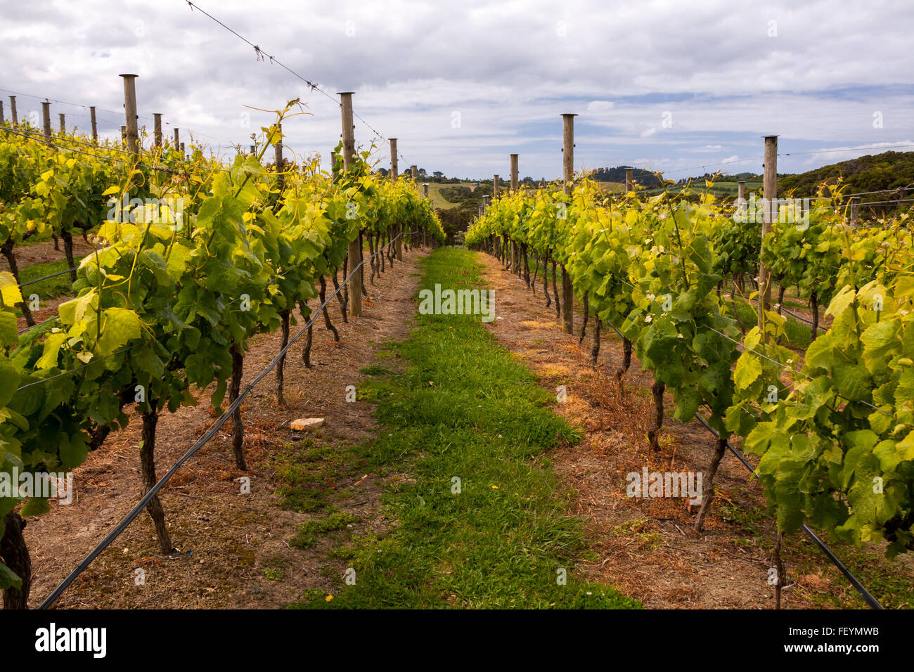 Vineyard viticulture on Waiheke Island, New Zealand Stock Photo Alamy