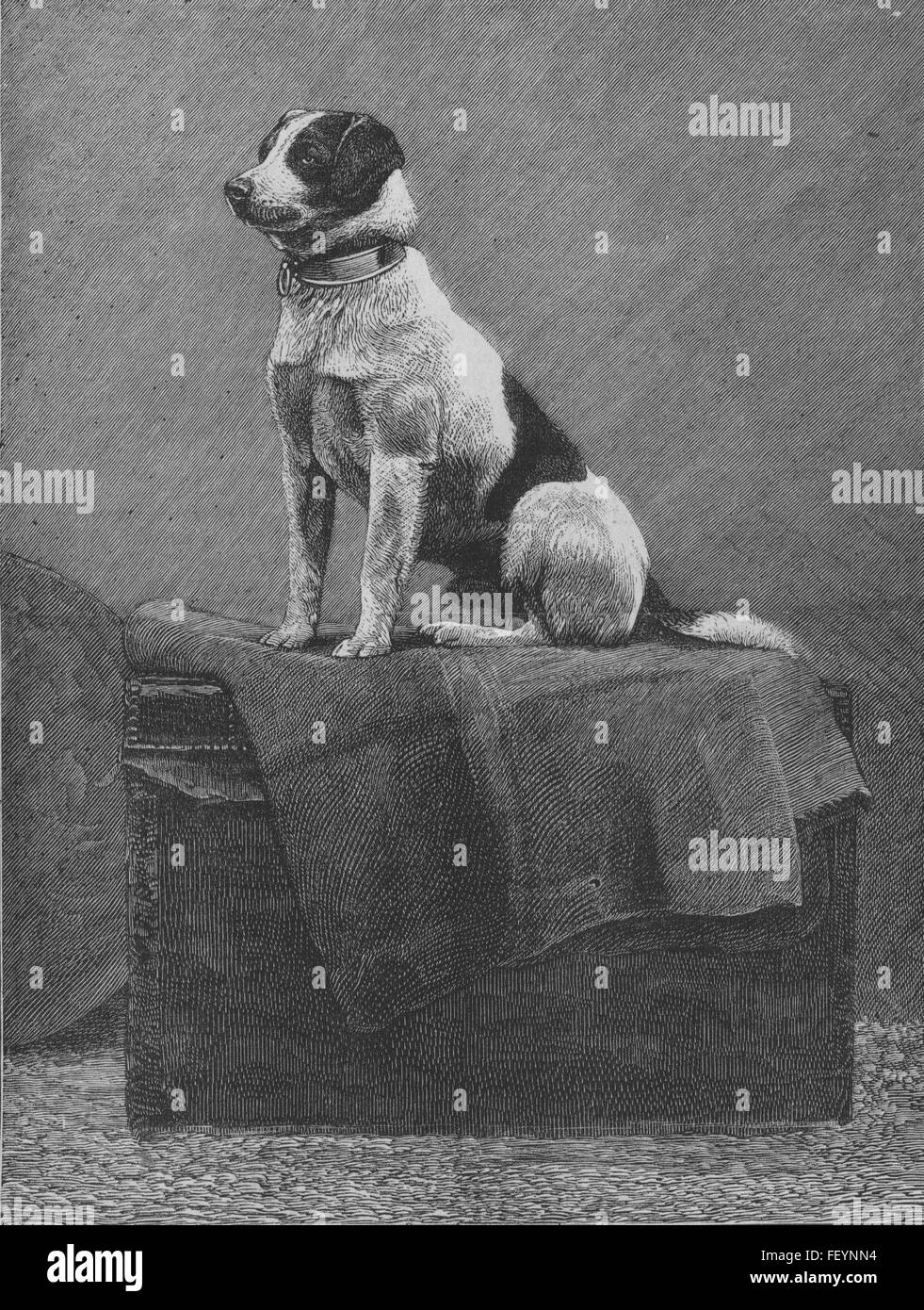 DOGS Railway Jack, run over at Norwood 1882. The Graphic Stock Photo ...
