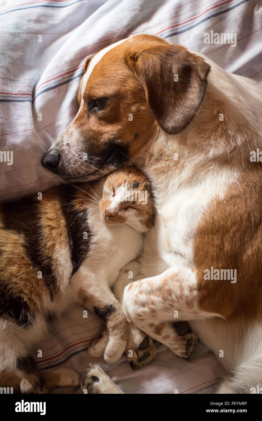 A brown dog and cat wake up hugging from a nap Stock Photo