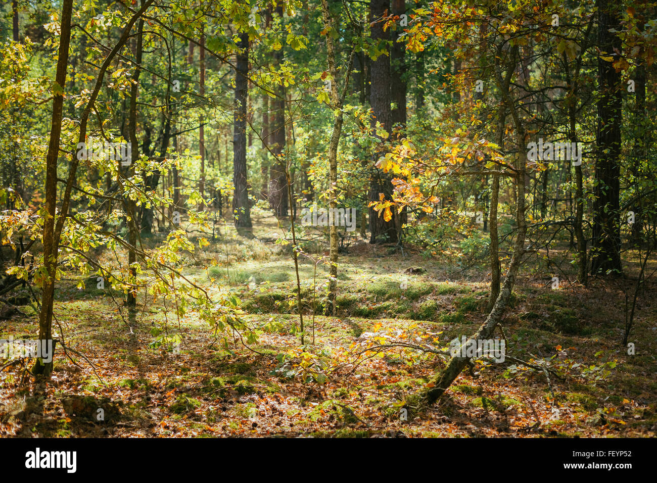Old World War Trenches In Forest Since Second World War In Belarus Stock Photo