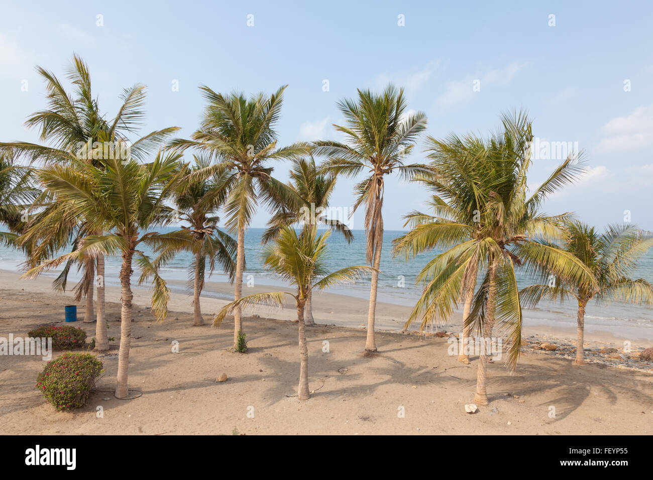 Palm trees on the beach in Oman Stock Photo