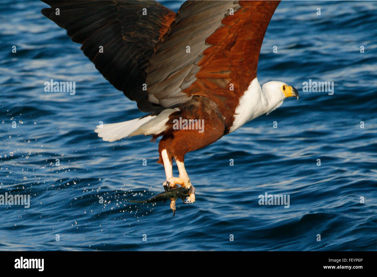 Eagle catching fish hires stock photography and images Alamy