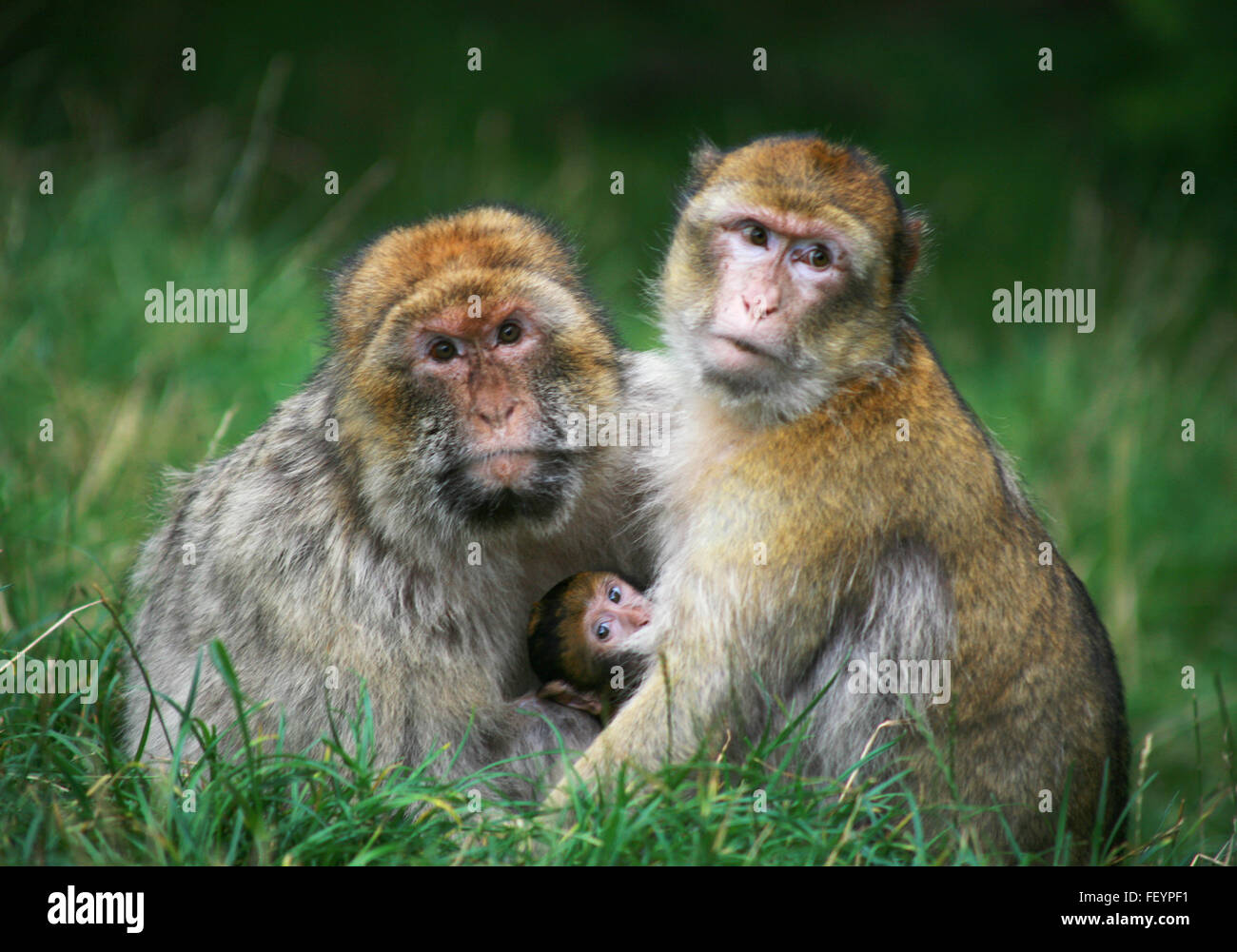 Creature Monkeys Monkeys In Wild Baby Monkey Color Color Stock Photo Alamy