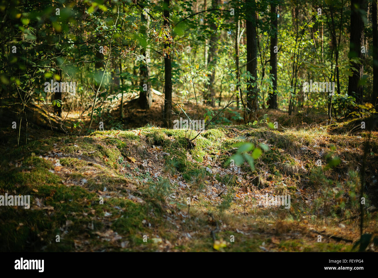 Old World War Trenches In Forest Since Second World War In Belarus Stock Photo