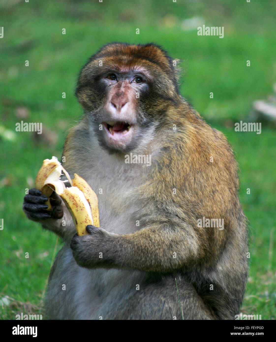 Funny monkey banana hi-res stock photography and images - Alamy