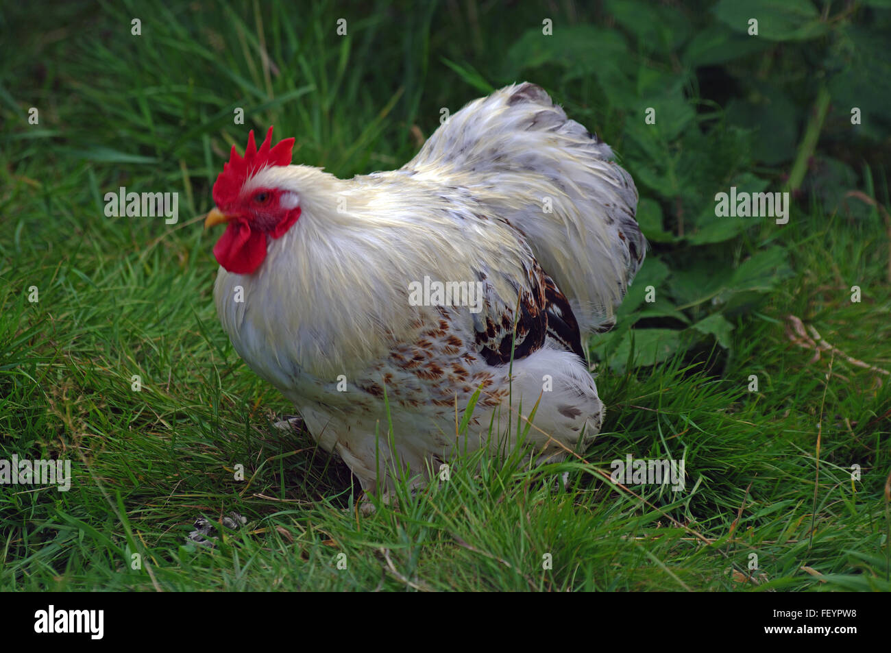 Light Sussex, Chicken Stock Photo