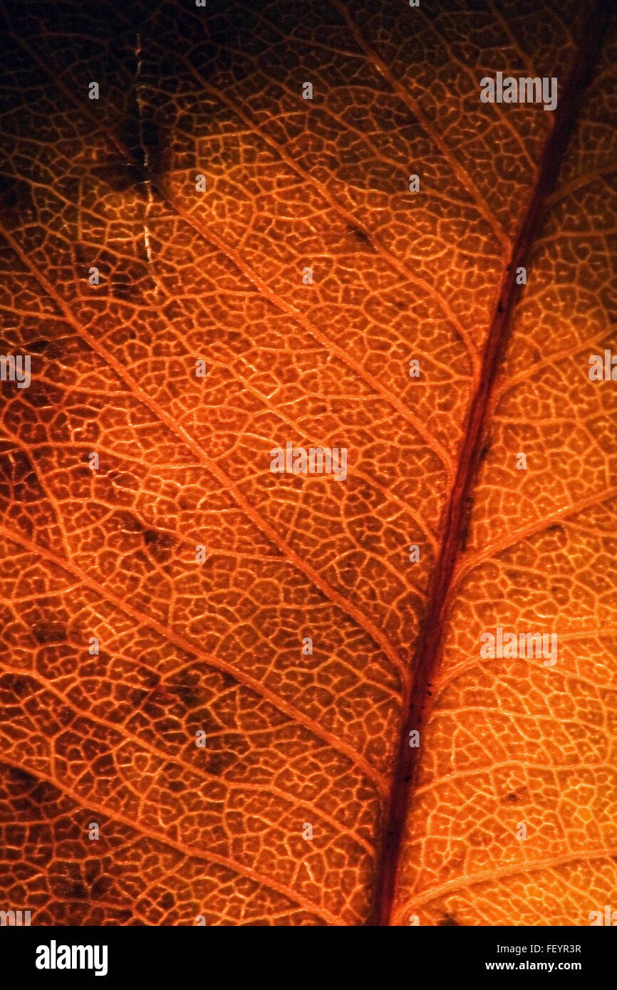 background macro close up abstract of a yellow red leaf and his veins ...