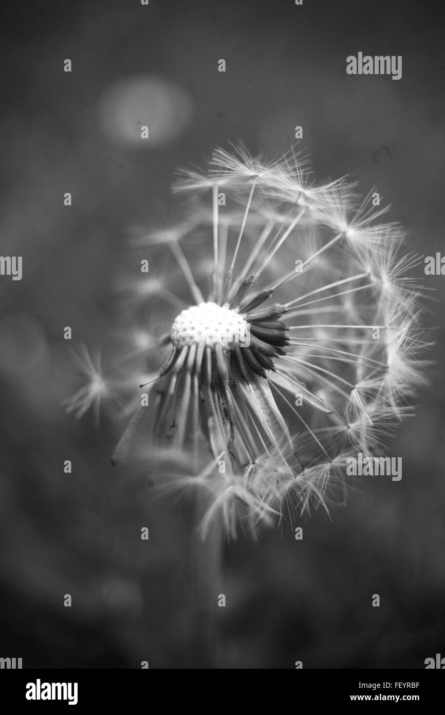 Black and white dandelion Stock Photo - Alamy