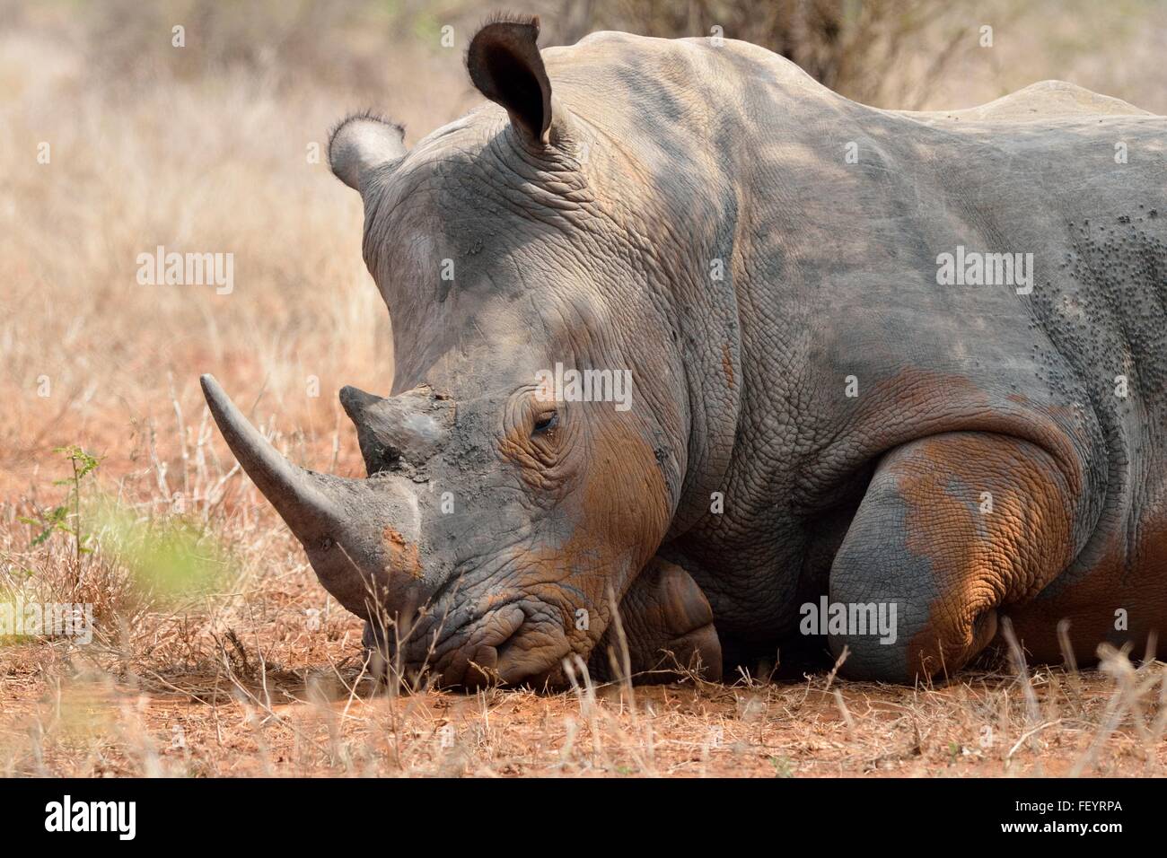 White rhinoceros or Square-lipped rhinoceros (Ceratotherium simum), lying down, asleep, covered in flies, Kruger NP,South Africa Stock Photo
