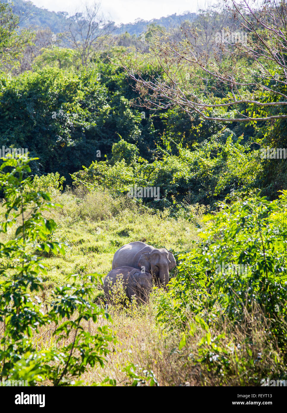 Kui Buri Elephant National Park Thailand Stock Photo Alamy