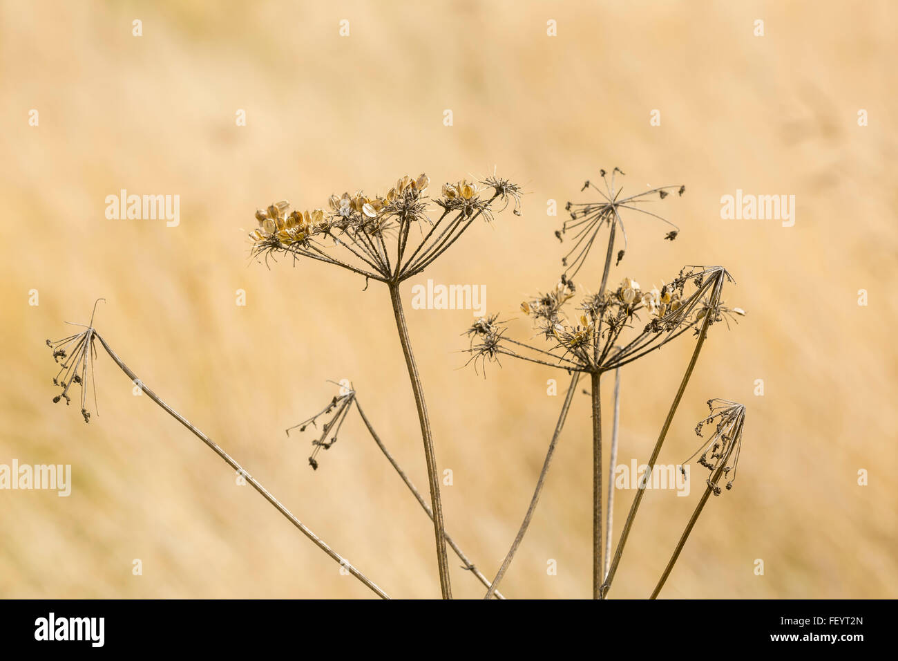 Cow Parsley seedhead Stock Photo Alamy