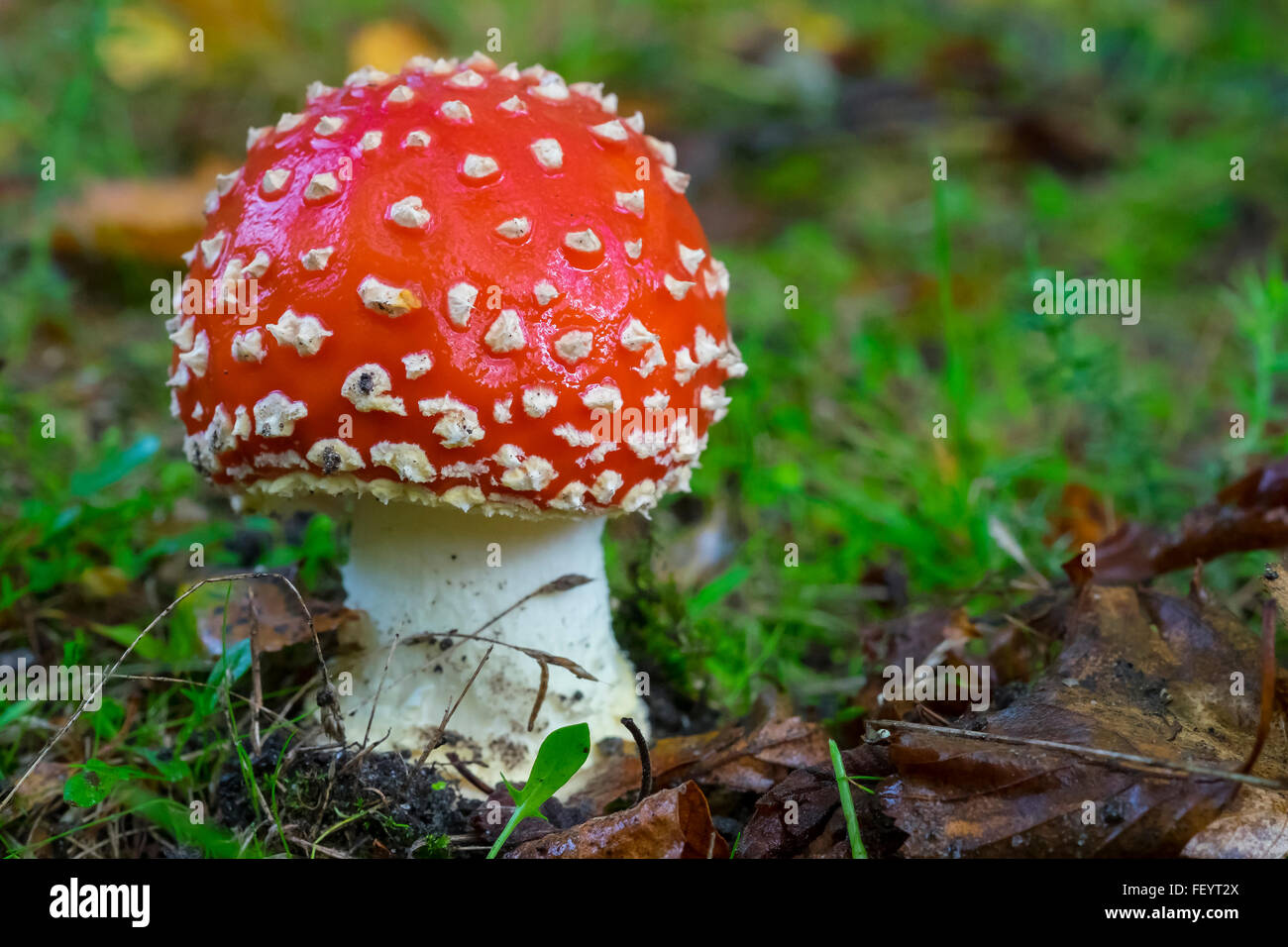 Fly Agaric fungus growing in open woodland. Stock Photo