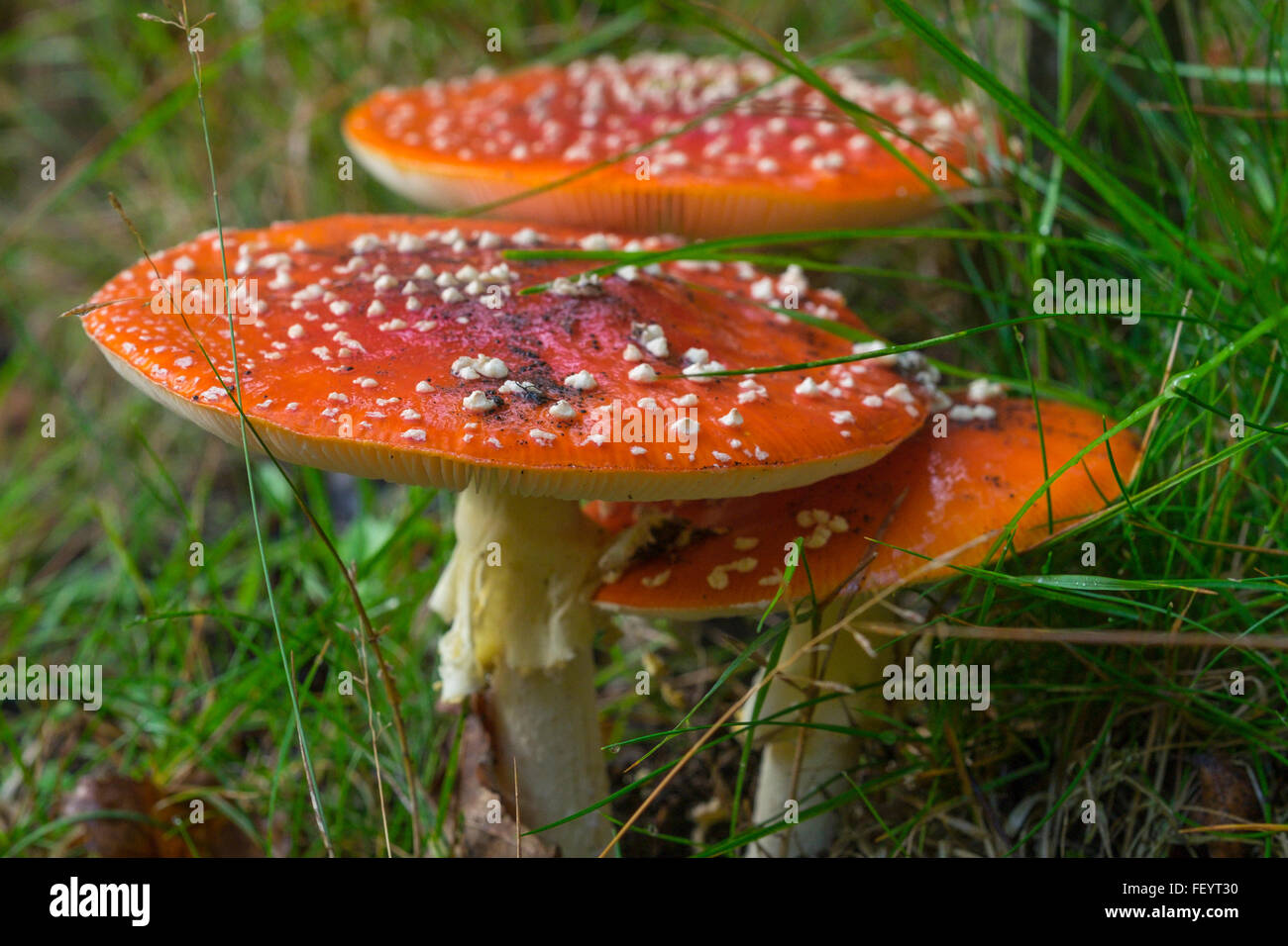 Fly Agaric fungus growing in open woodland. Stock Photo