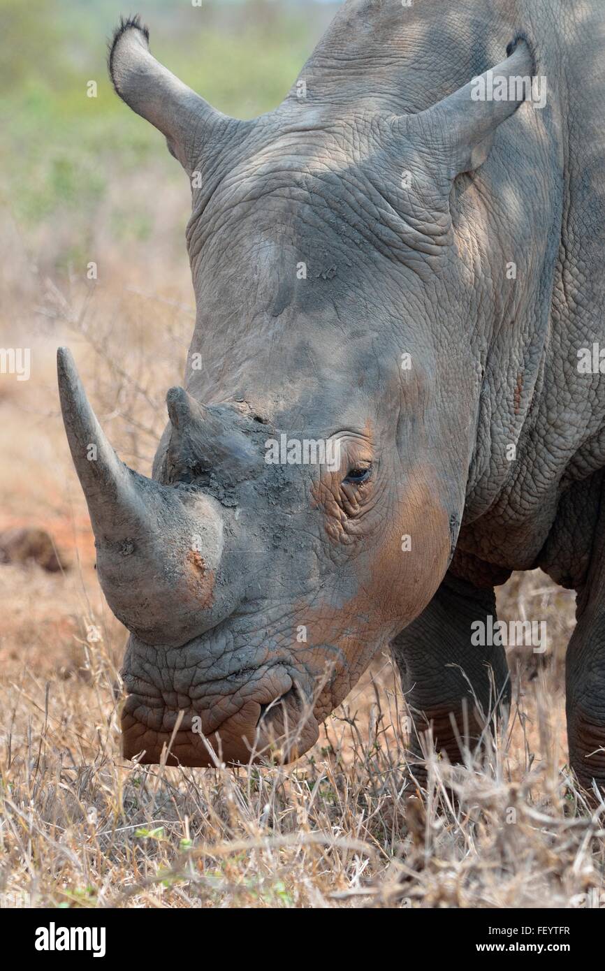 White rhinoceros or Square-lipped rhinoceros (Ceratotherium simum), standing in dry grass, Kruger National Park, South Africa Stock Photo