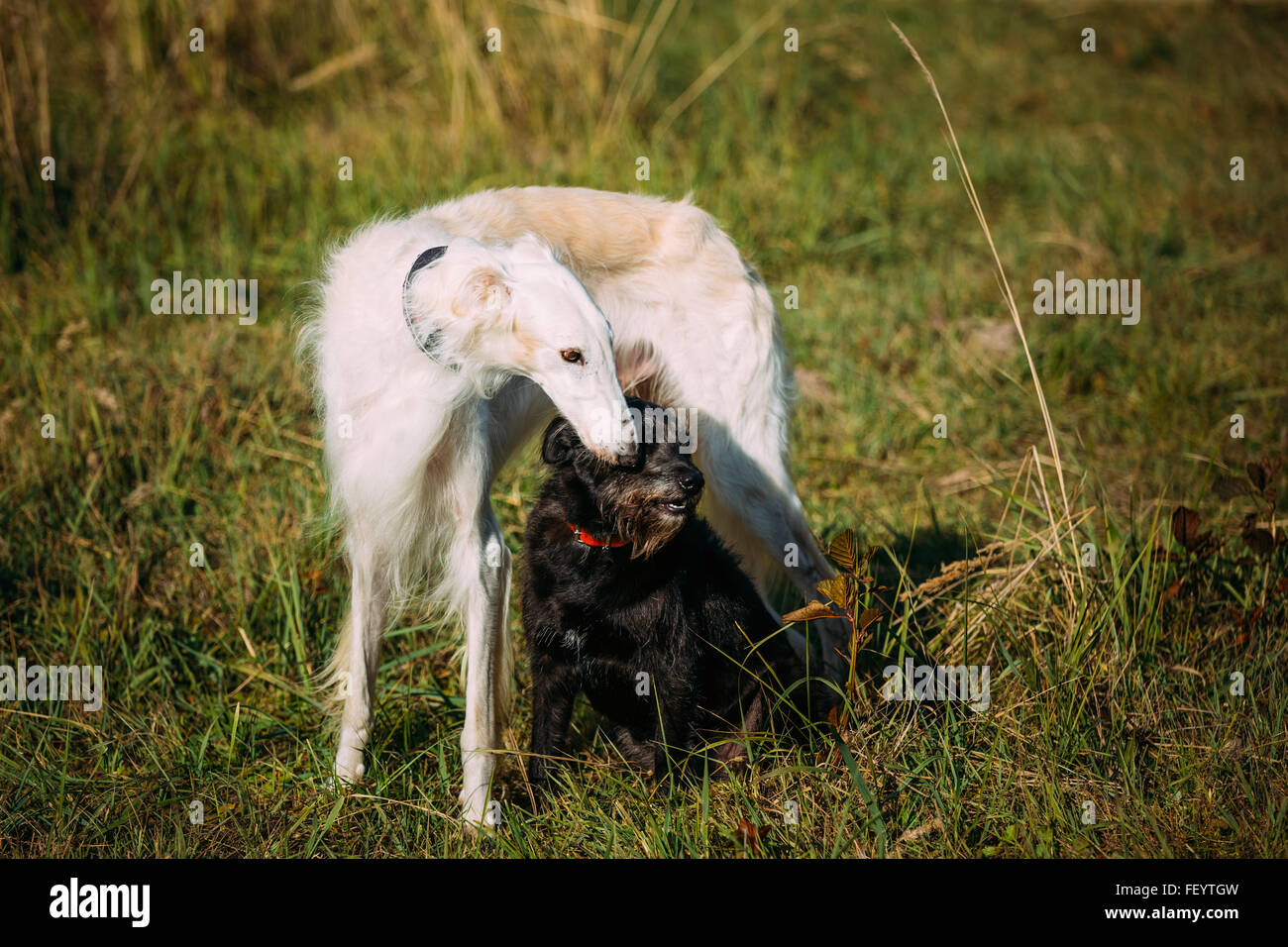 Small Size Black Mixed Breed And Hunting Dog And White Russian