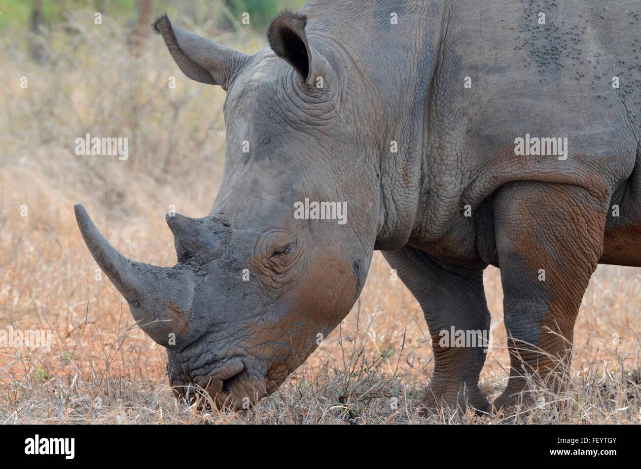 White rhinoceros or Square-lipped rhinoceros (Ceratotherium simum), standing in dry grass, Kruger National Park, South Africa Stock Photo