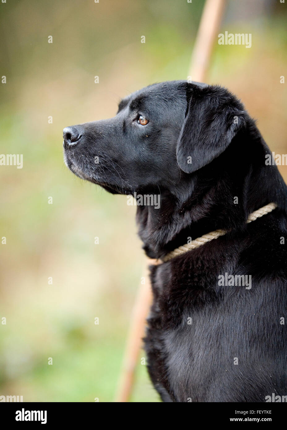 black labrador retriever Stock Photo