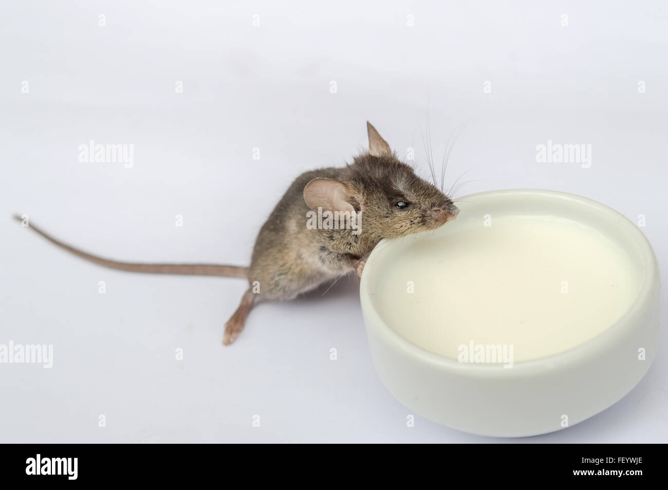 Wild baby mouse drinking milk on white background Stock Photo Alamy